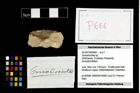 Foto (Objekt + Etikett) von Goniodromites sp.  (NHMW-GEO-2014-0194-0666)